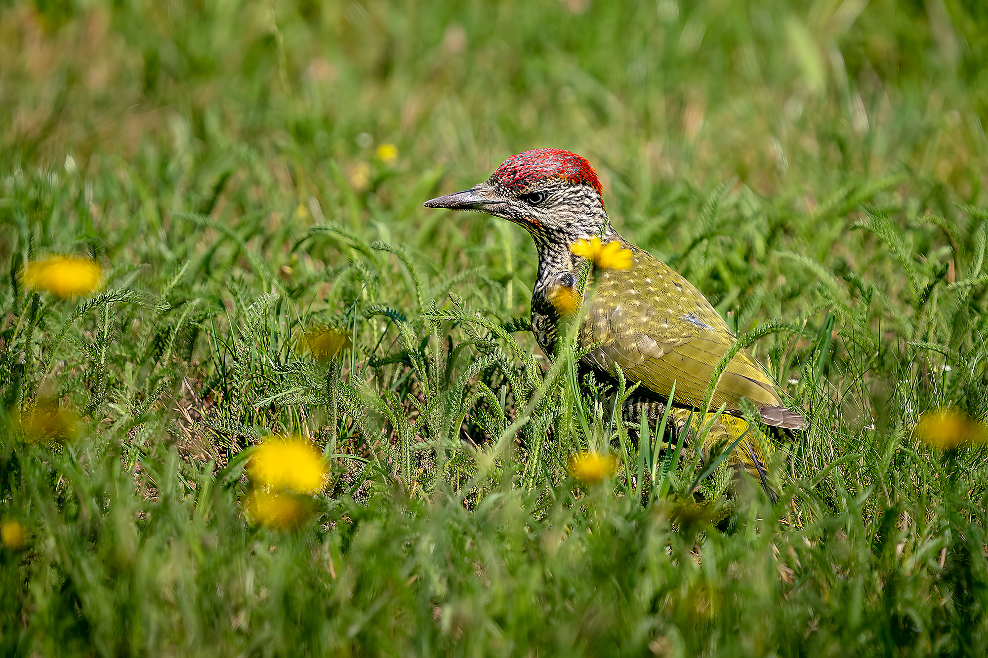 male, juvenile