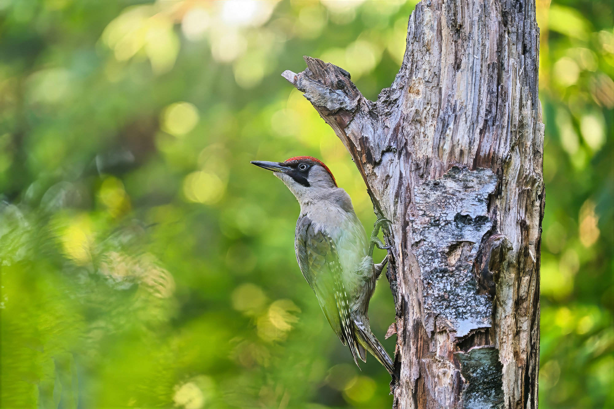 female