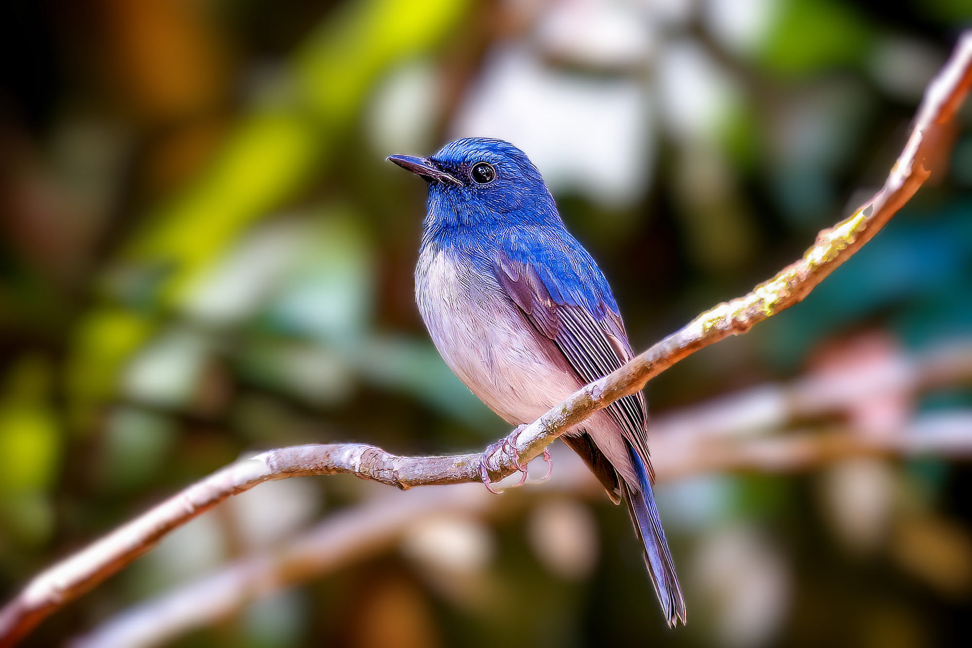male
