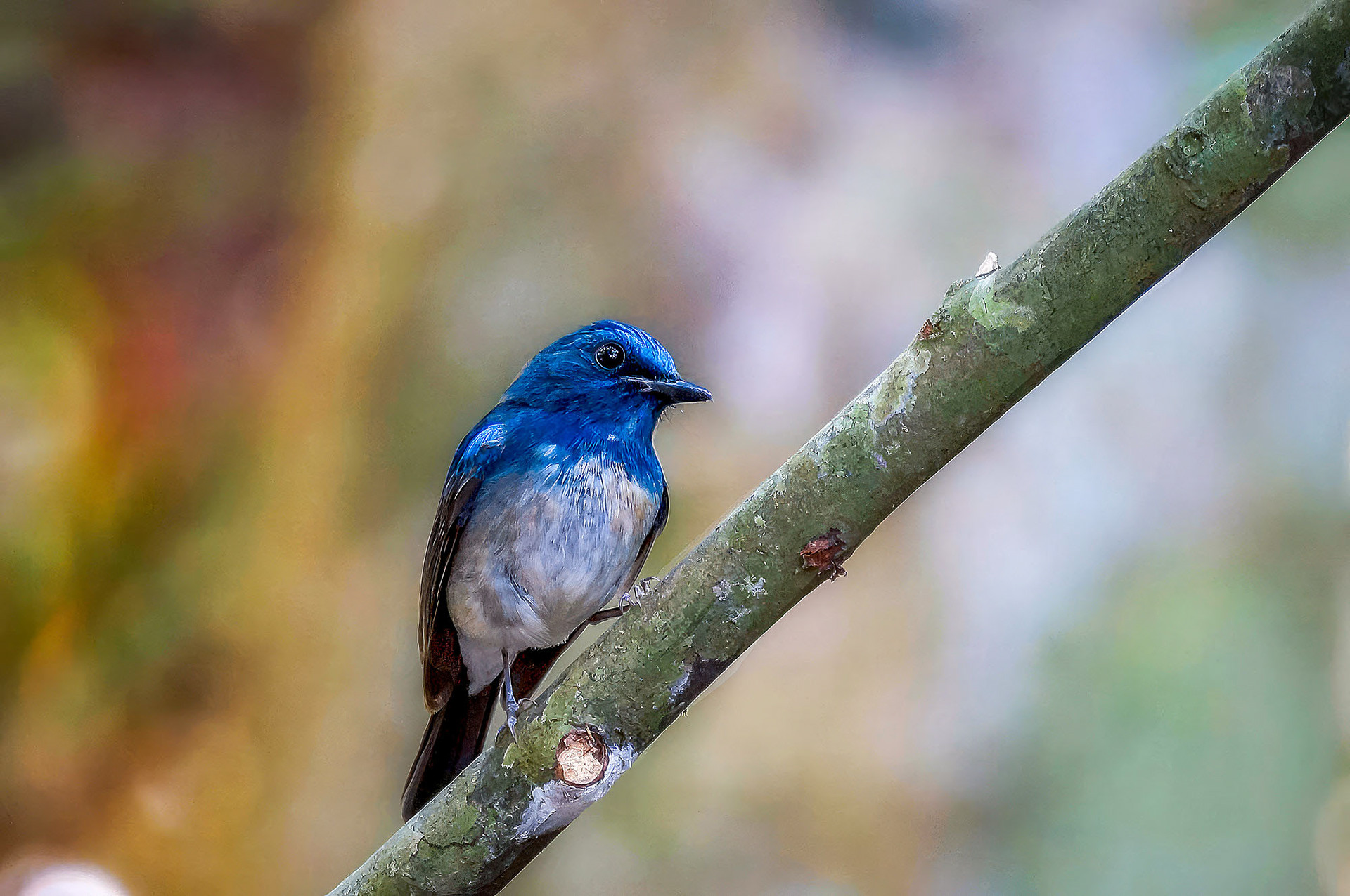 male
