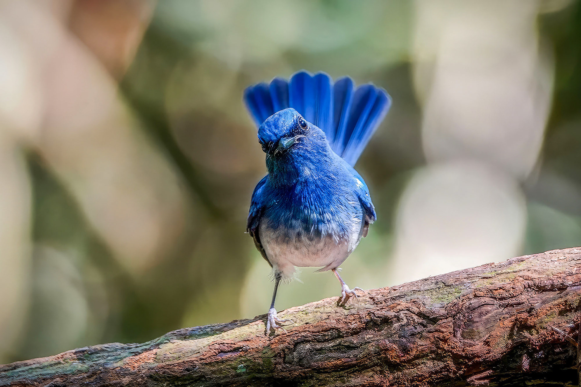 male