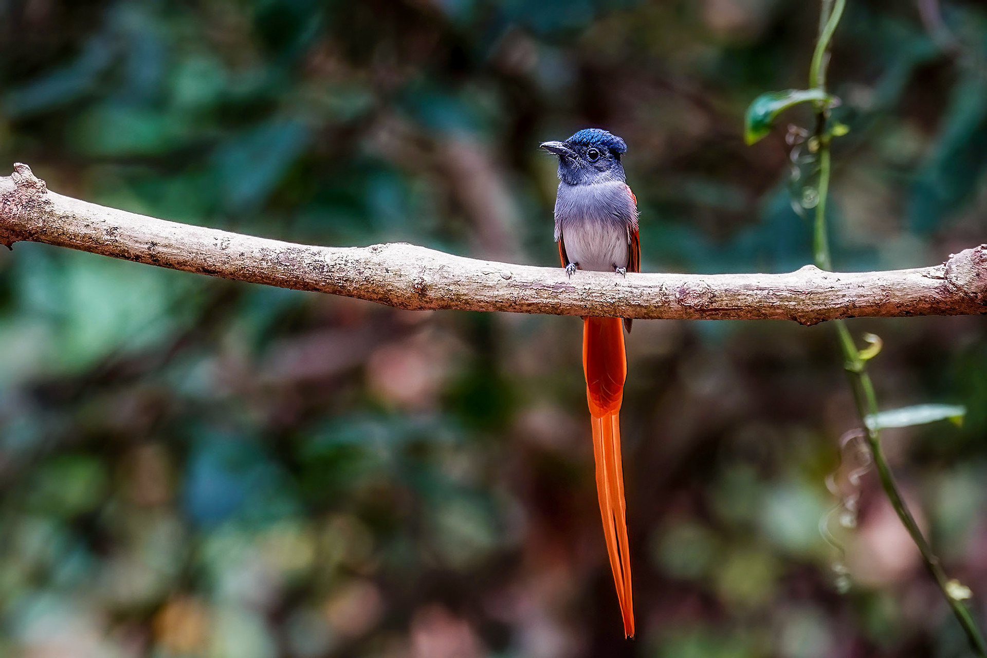 male