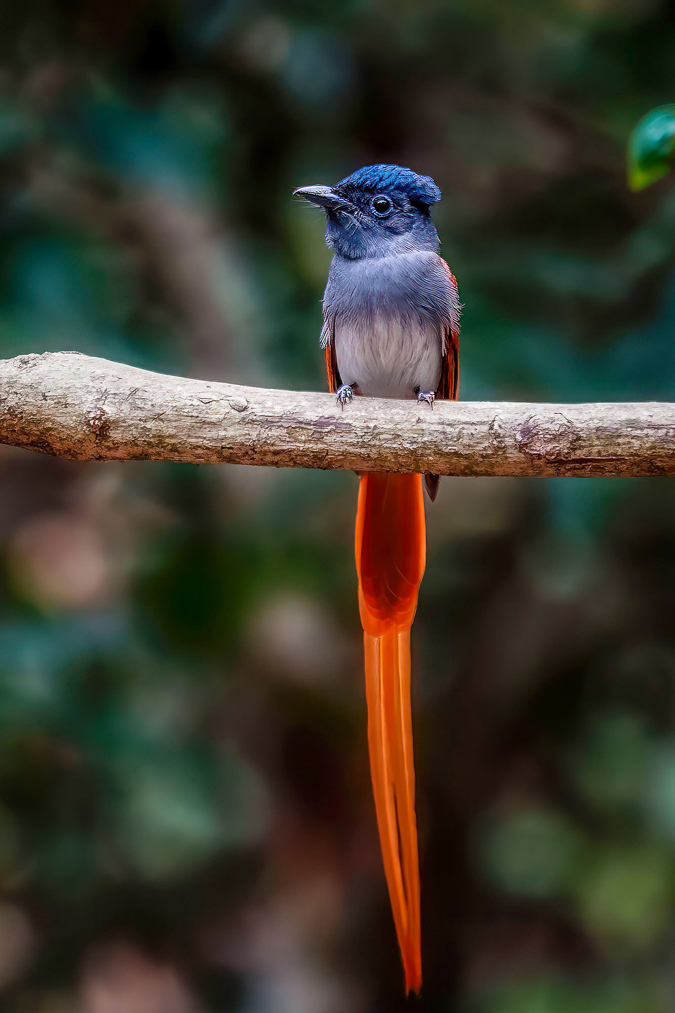 male