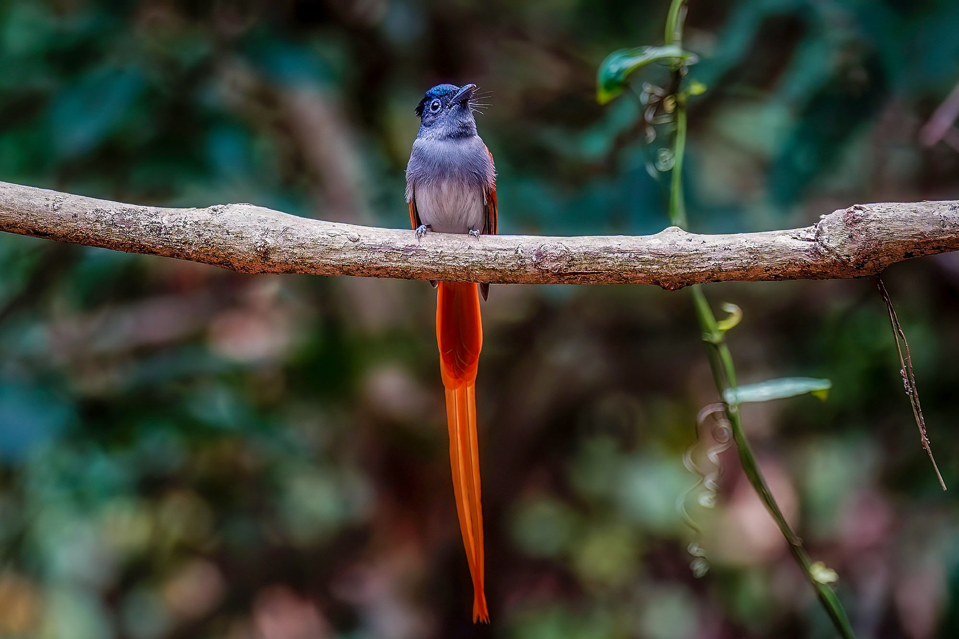male