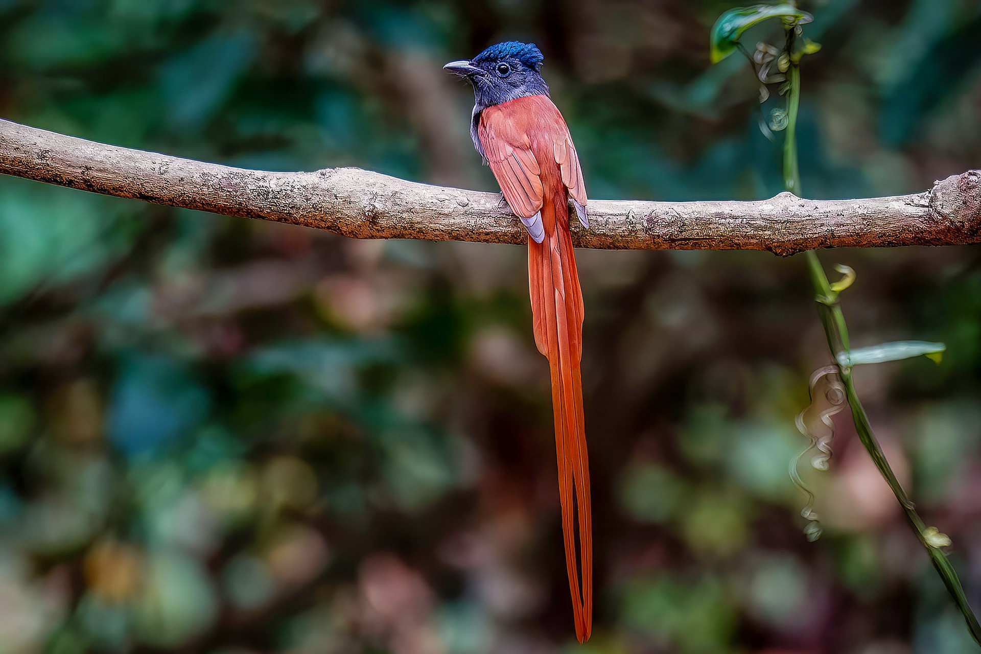 male
