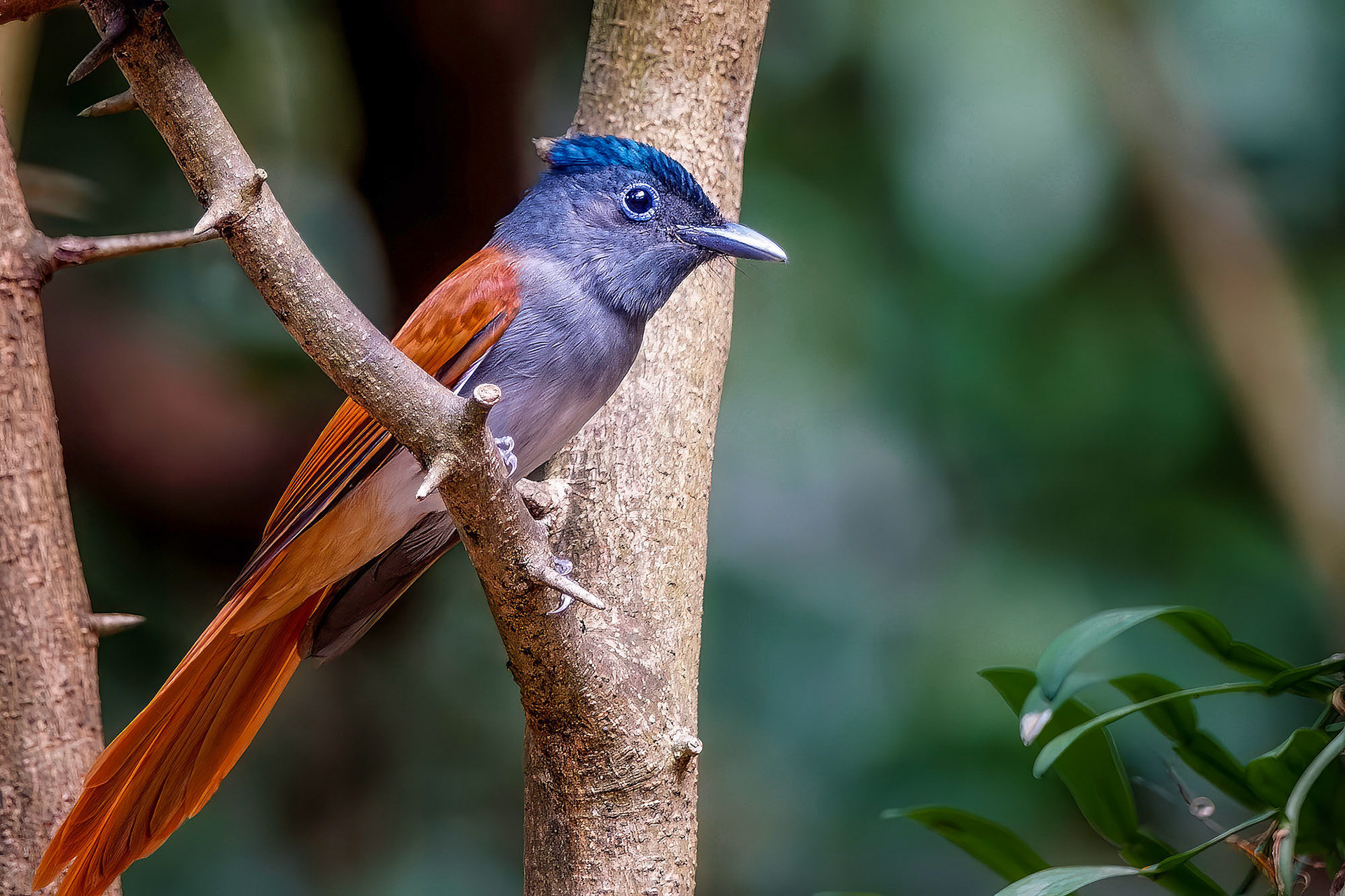 female