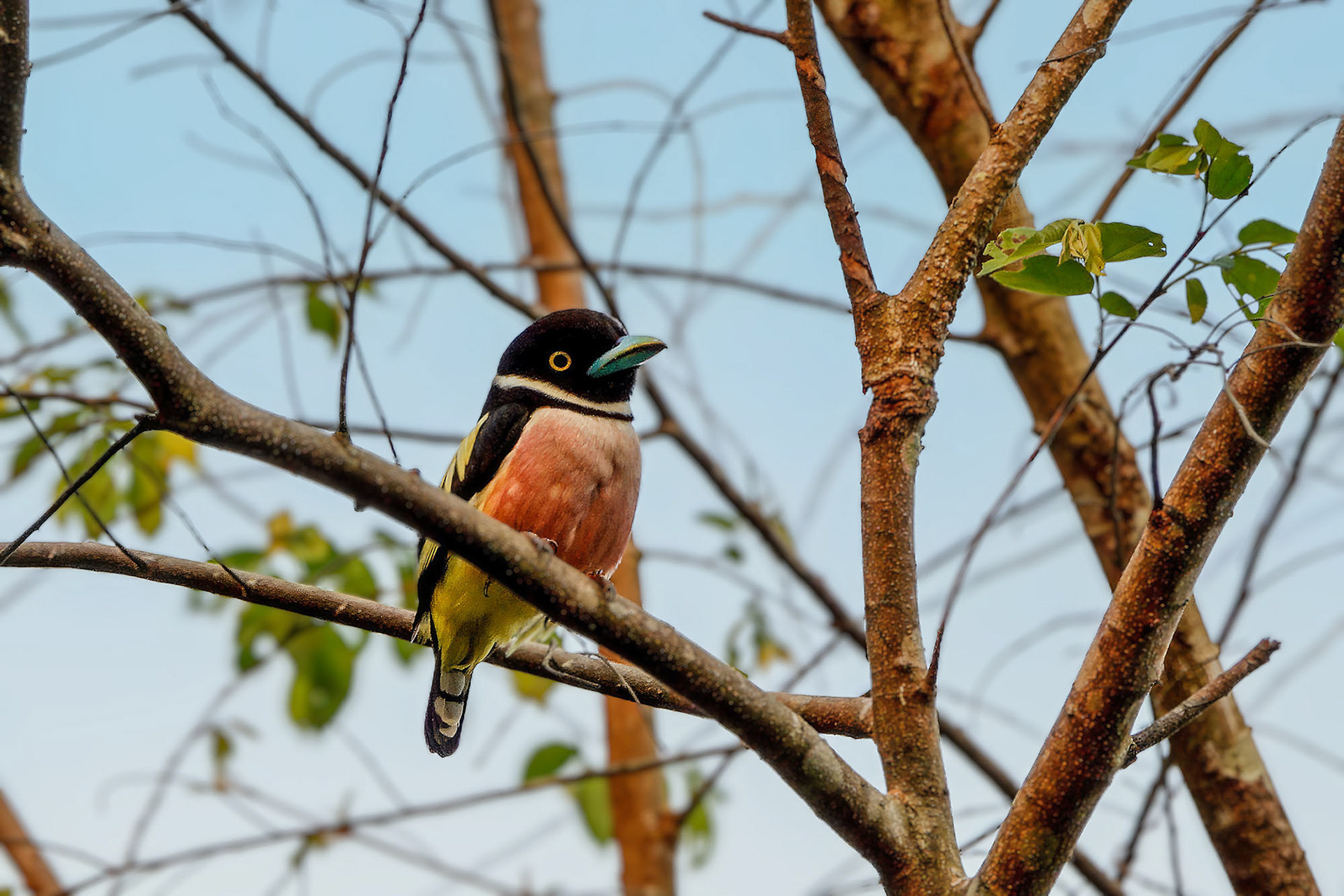 male