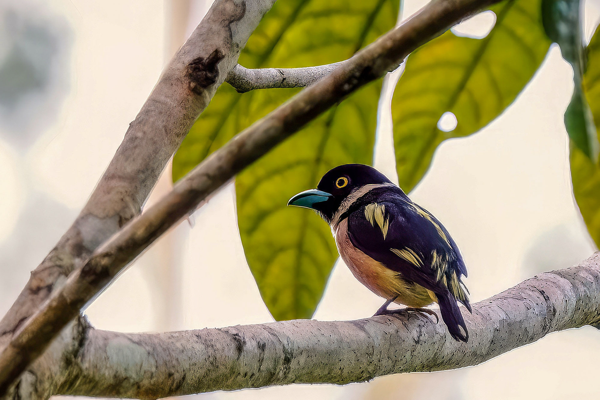 male