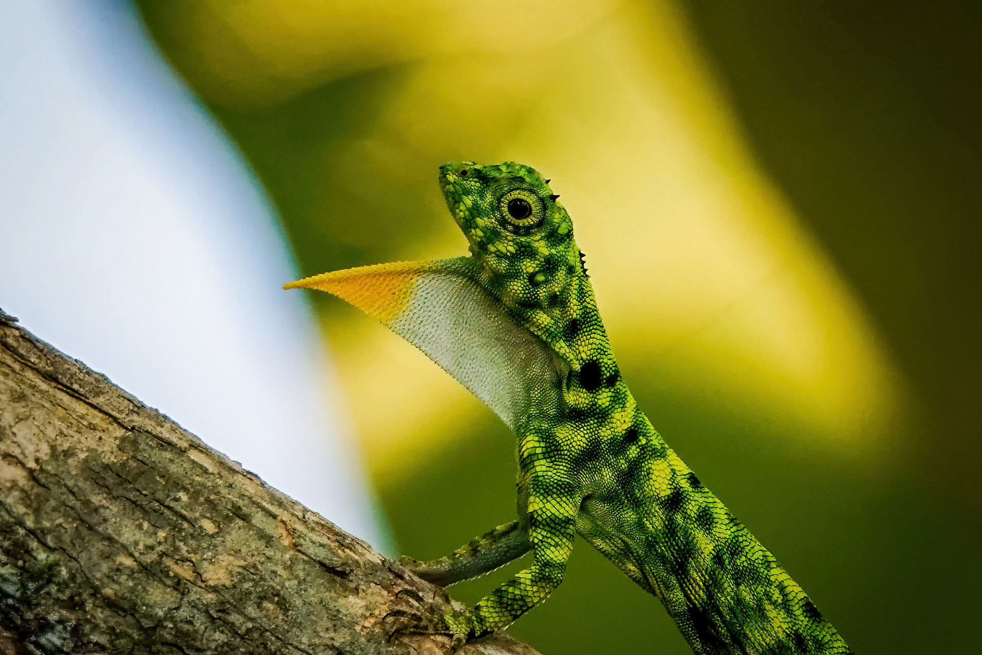 Harlekin-Flugdrachen
