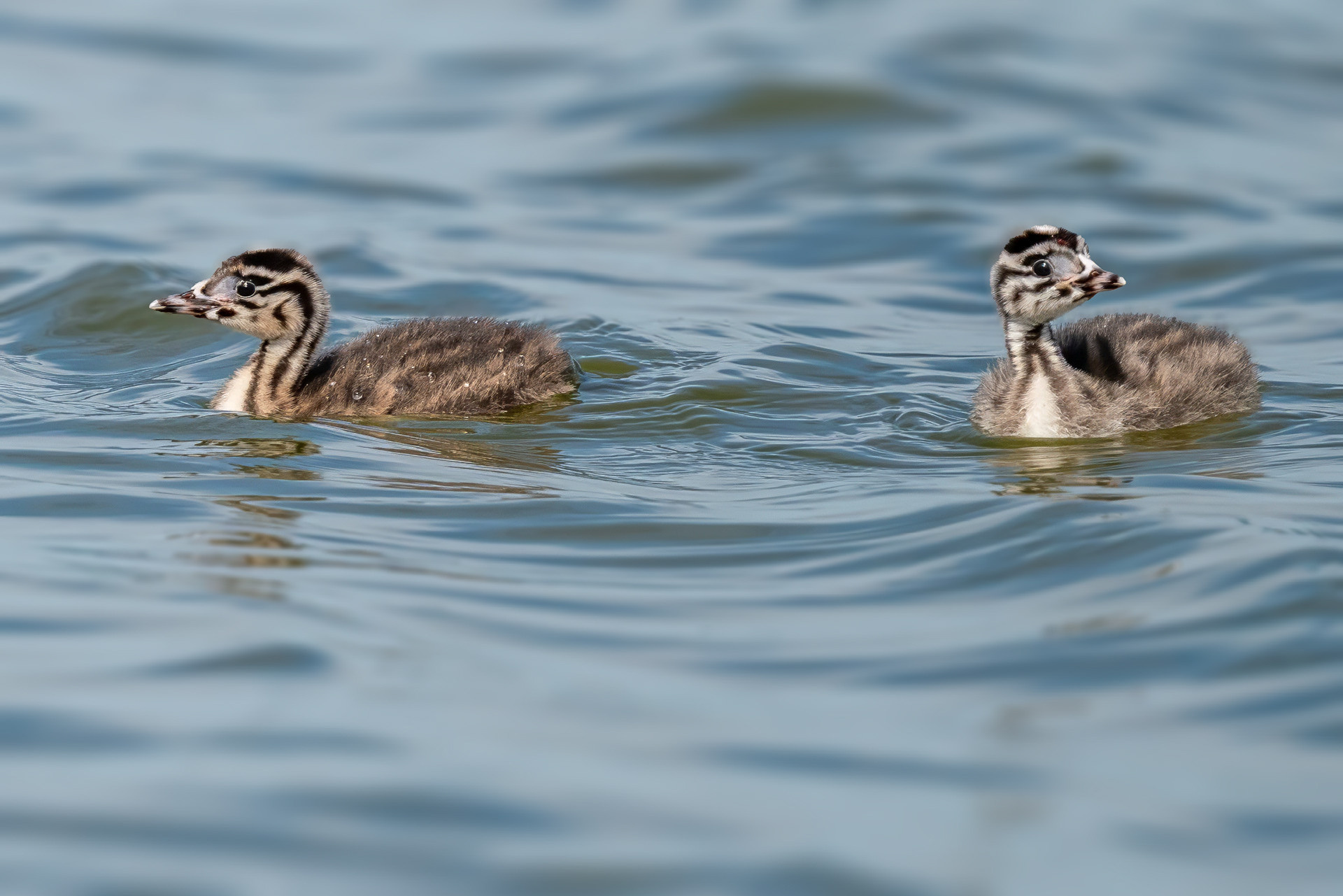 Juveniles