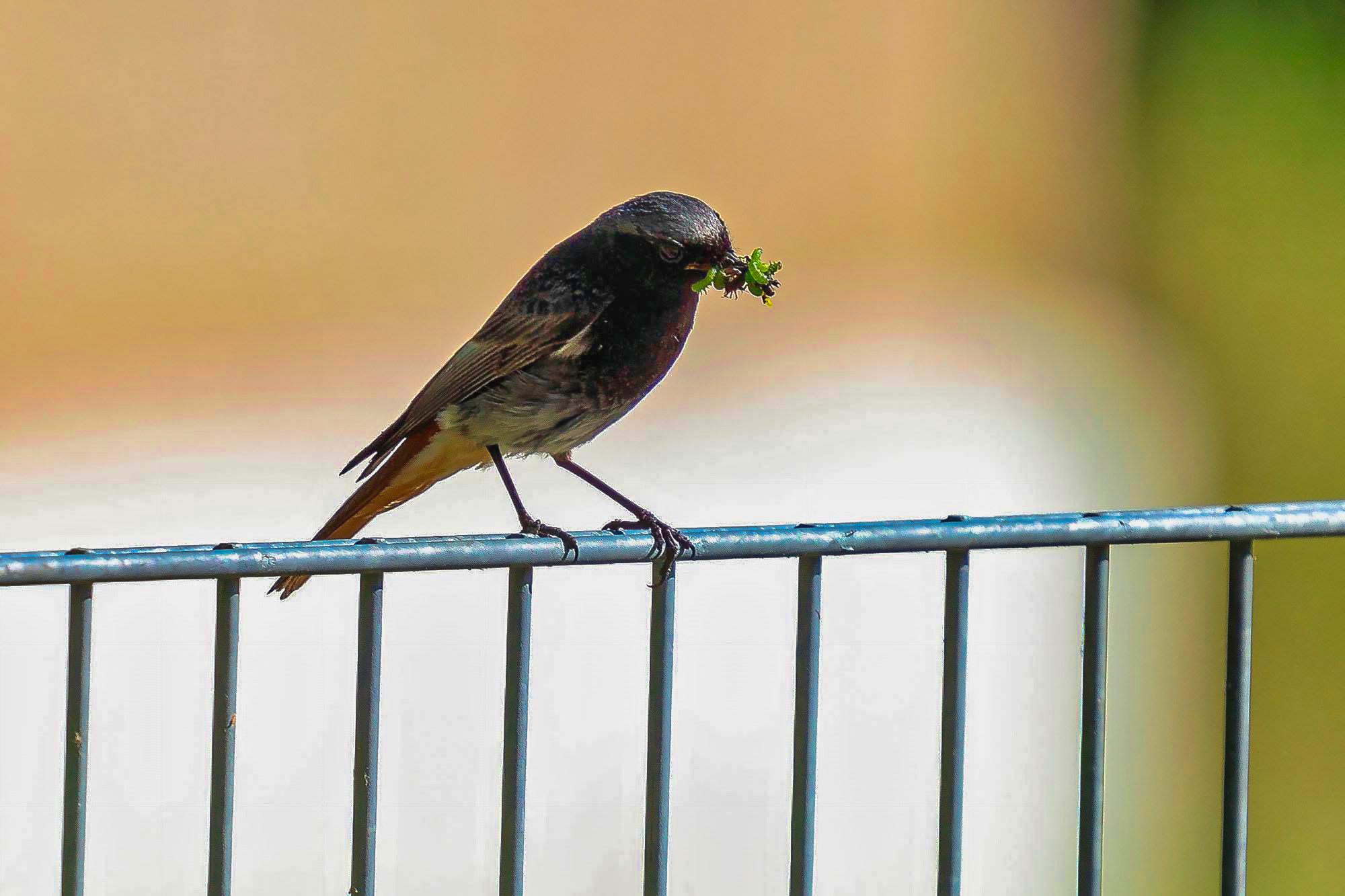 adult
