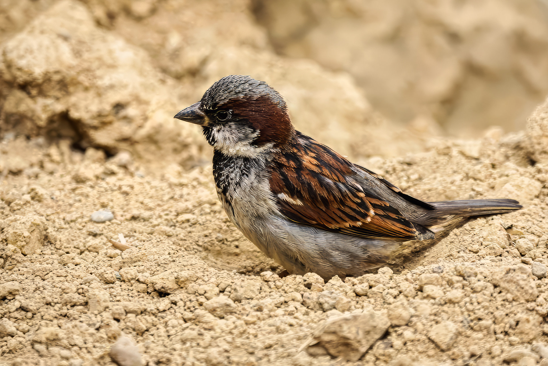 male