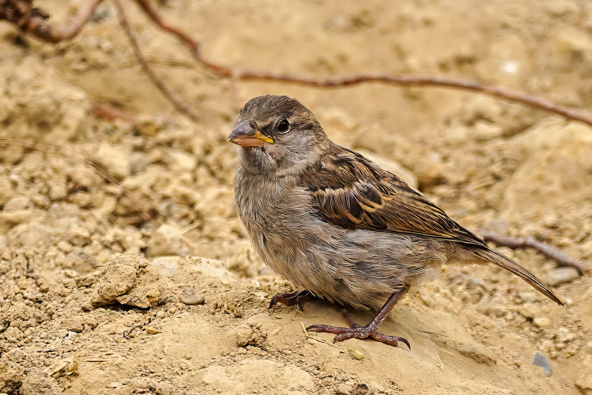 female