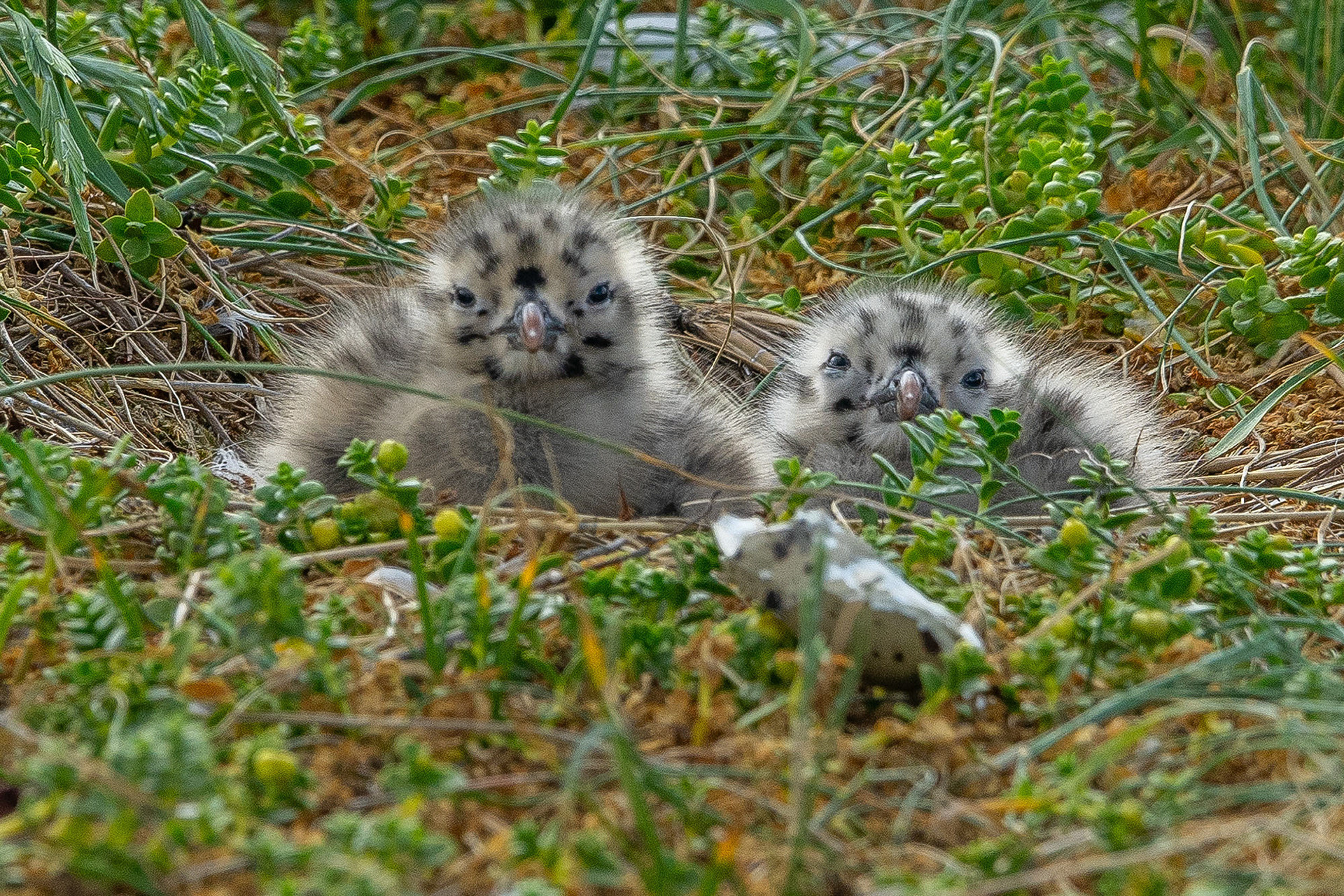 Nestlinge