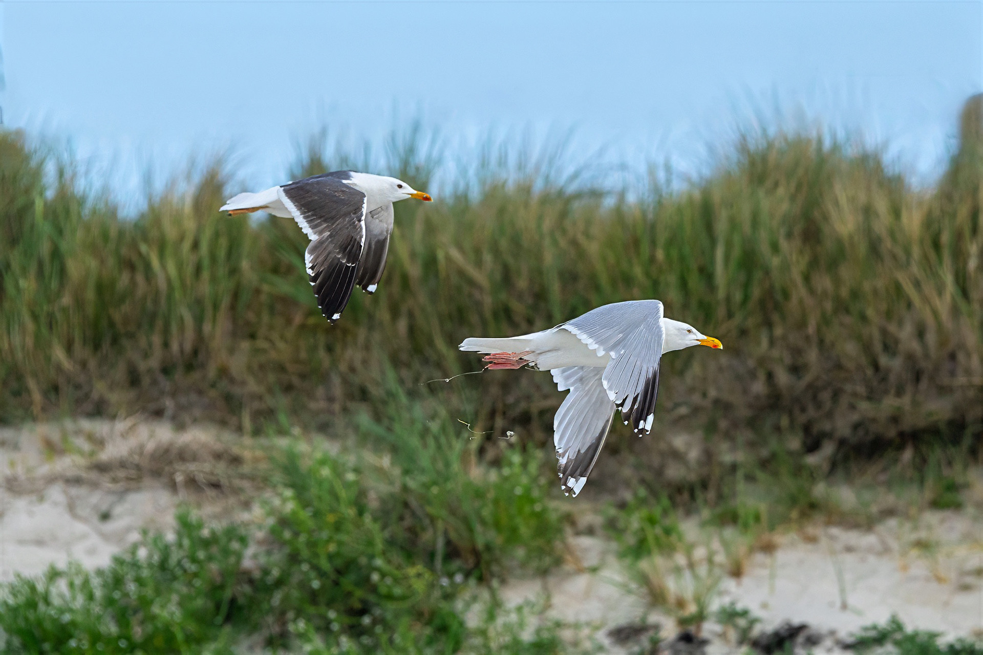 Möwen, Seeschwalben & Alke