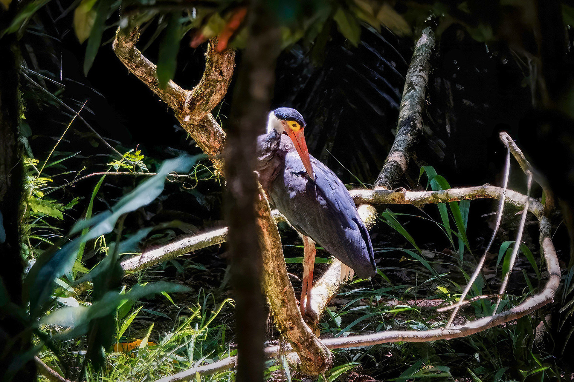 Höckerstorch