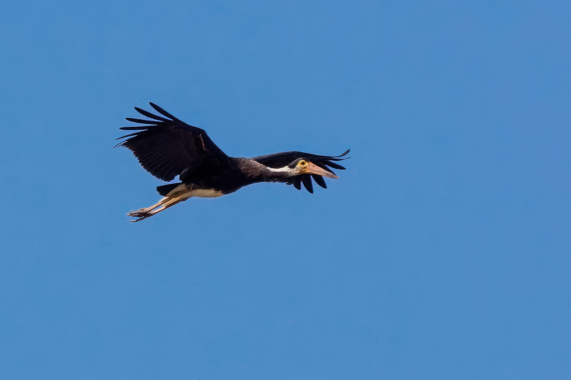Höckerstorch