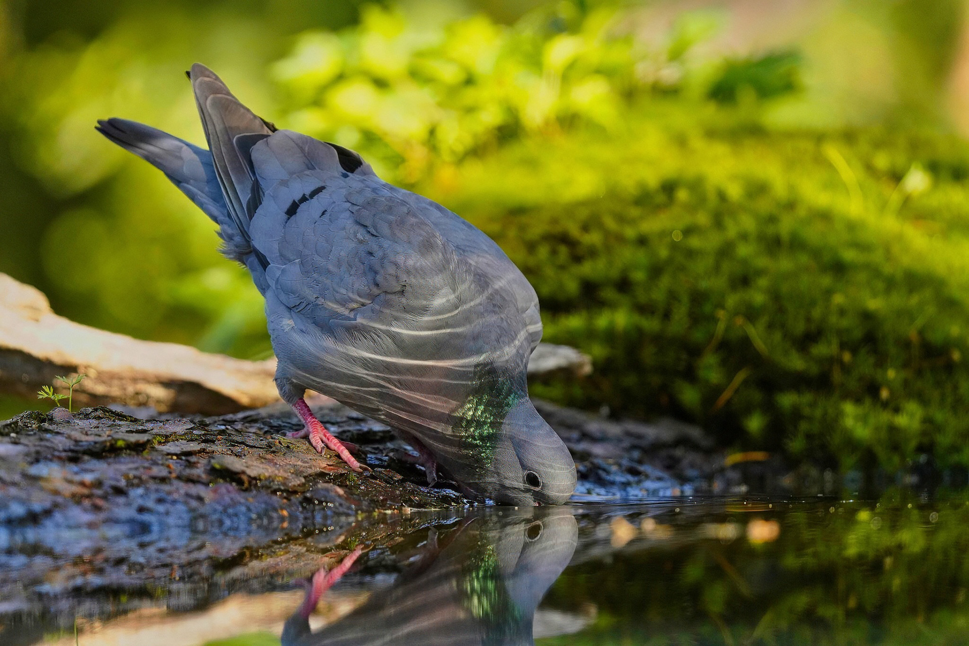 Tauben