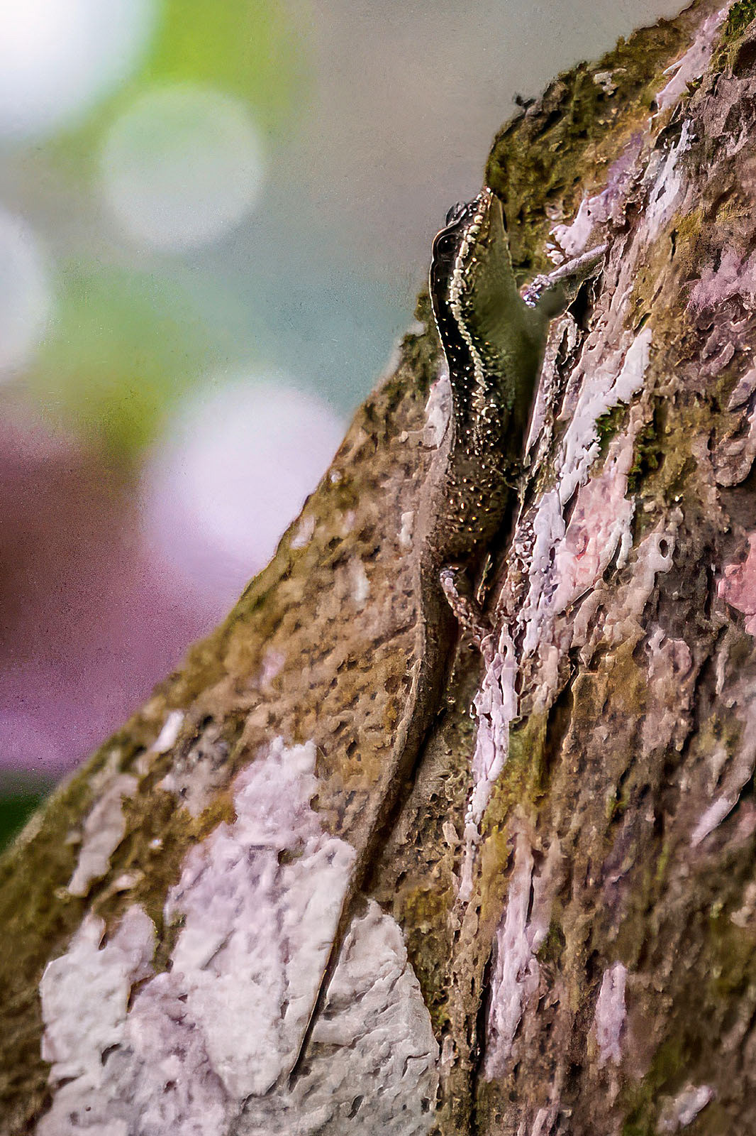 Hongkong-Skink