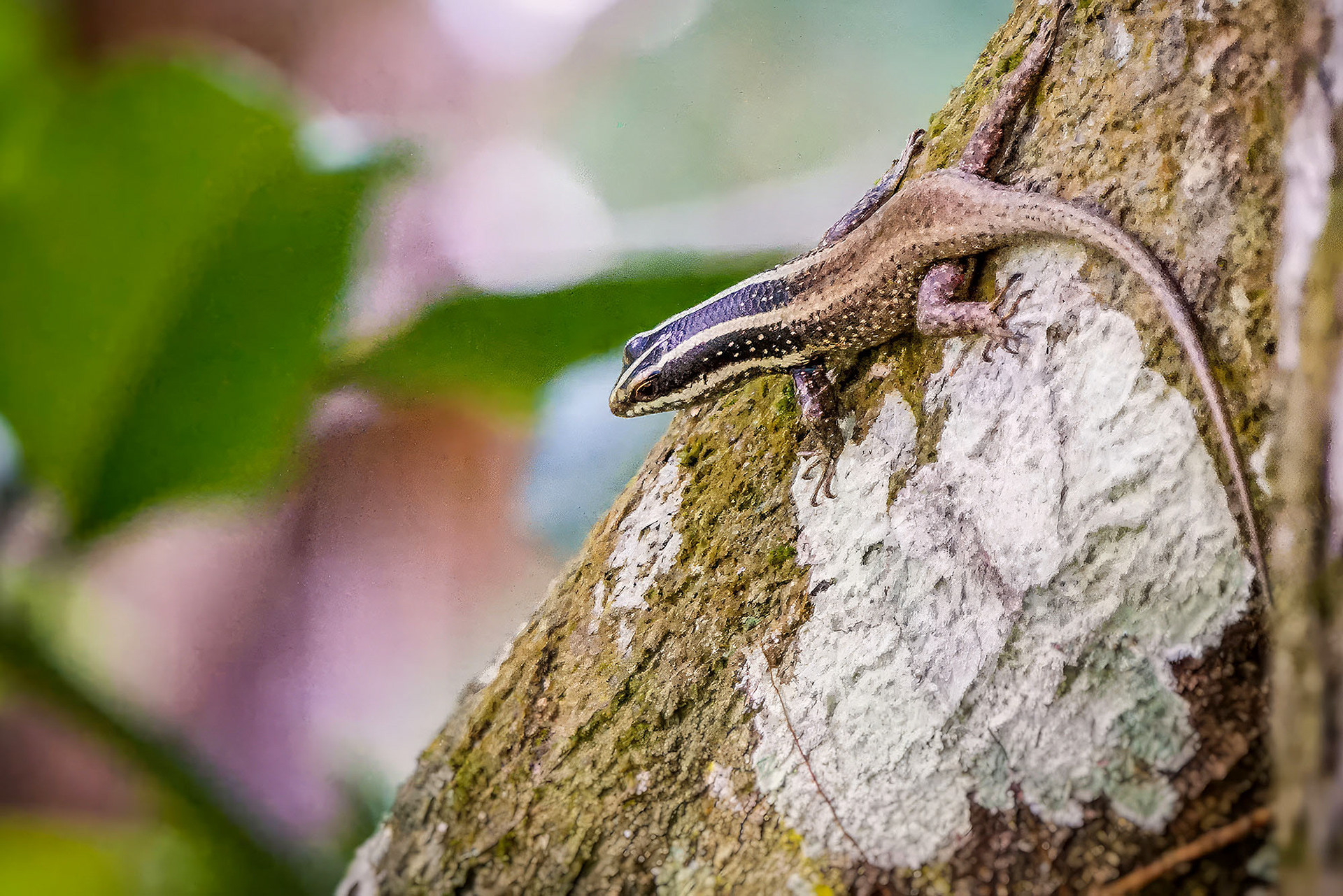 Hongkong-Skink