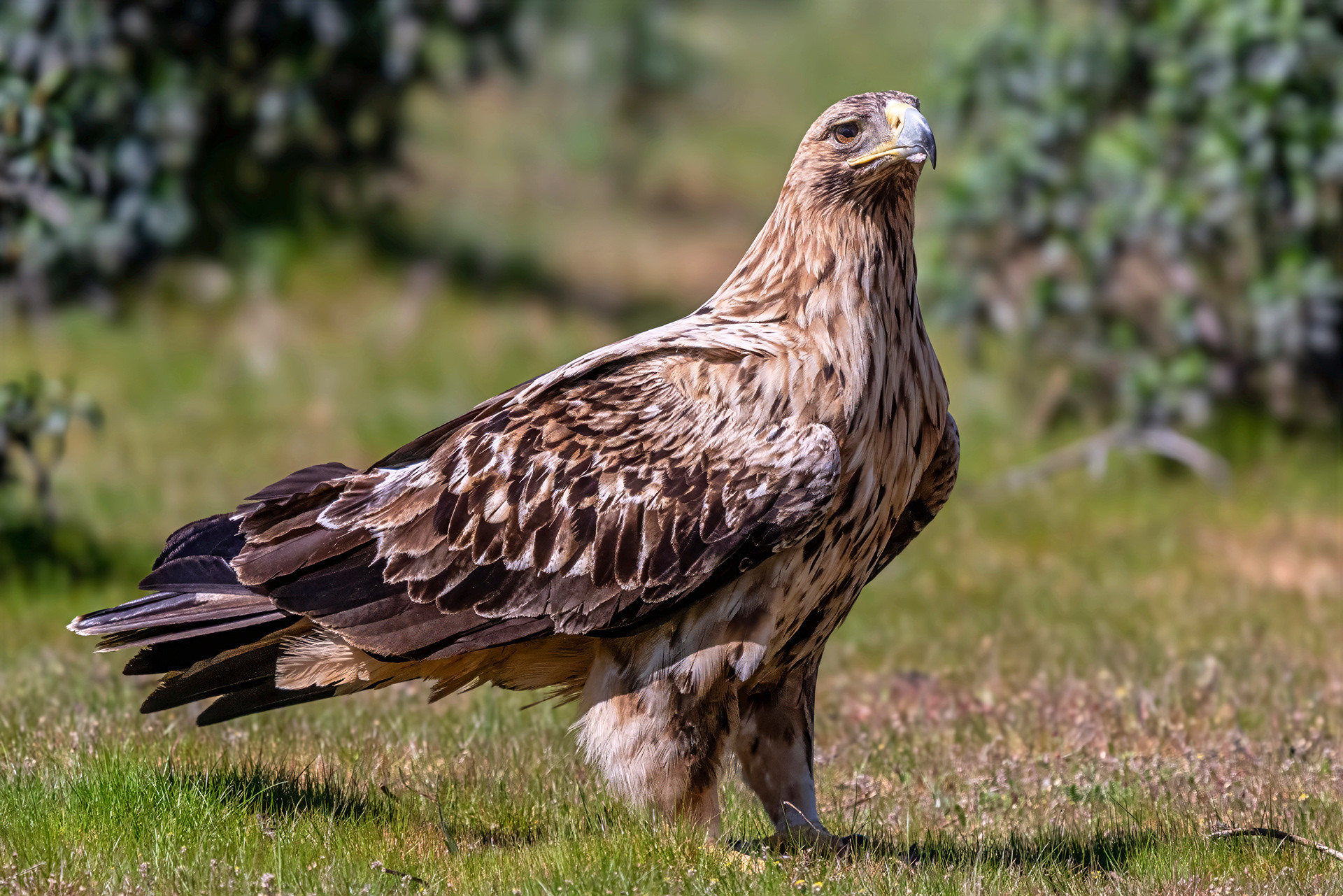 Iberienadler