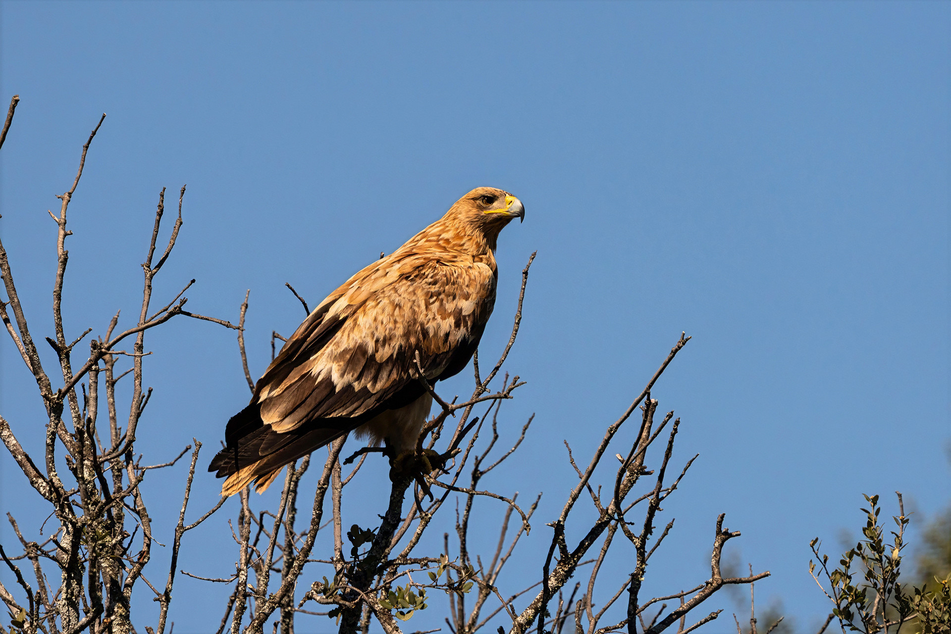 Iberienadler