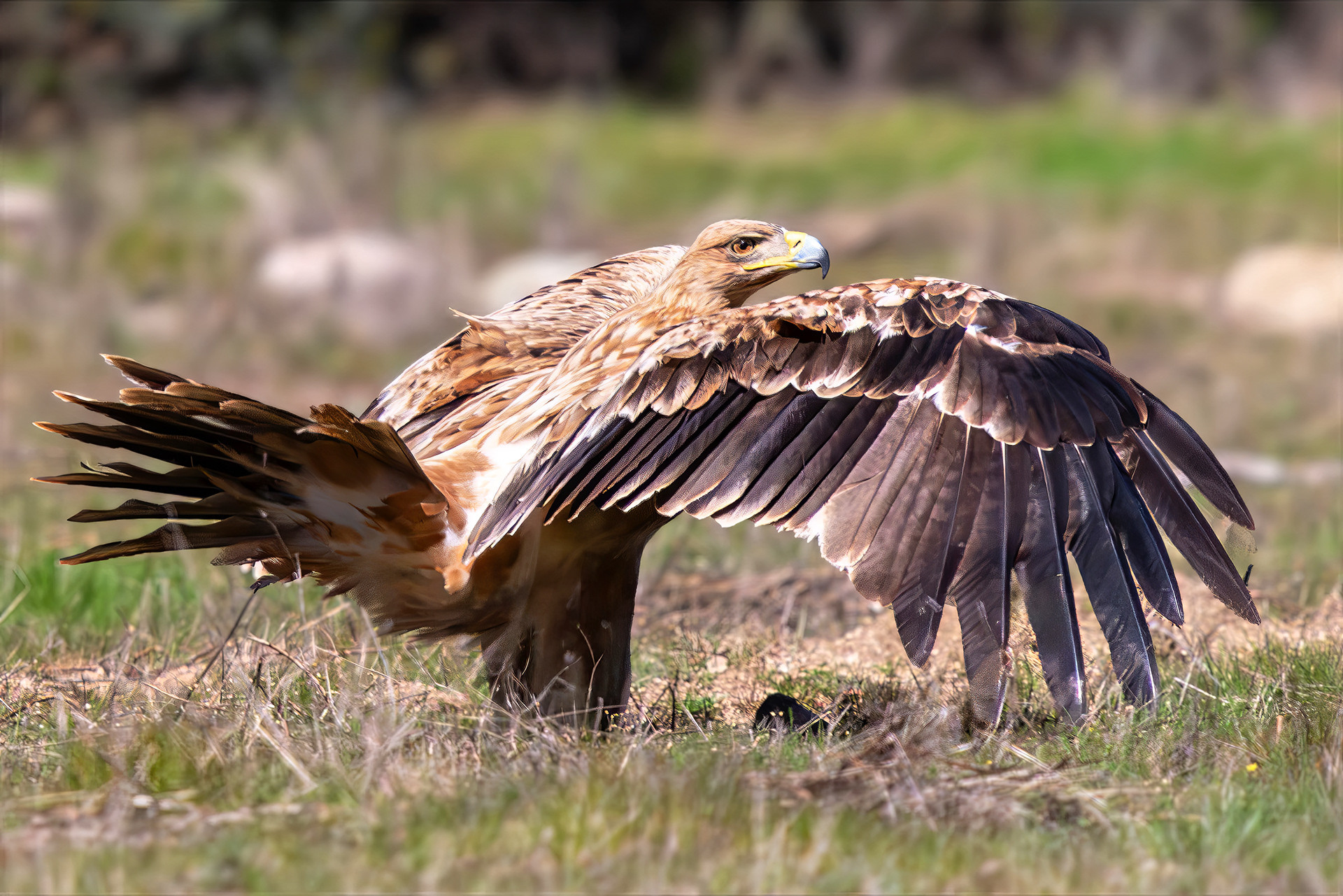 Iberienadler