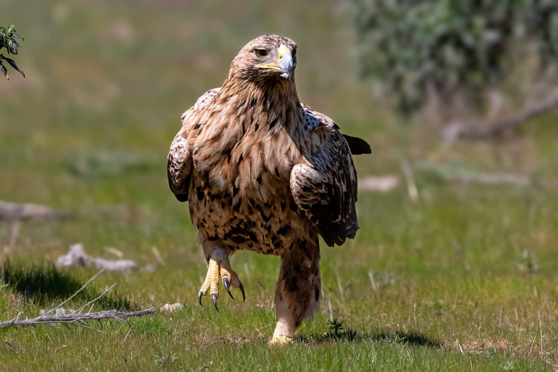 Iberienadler