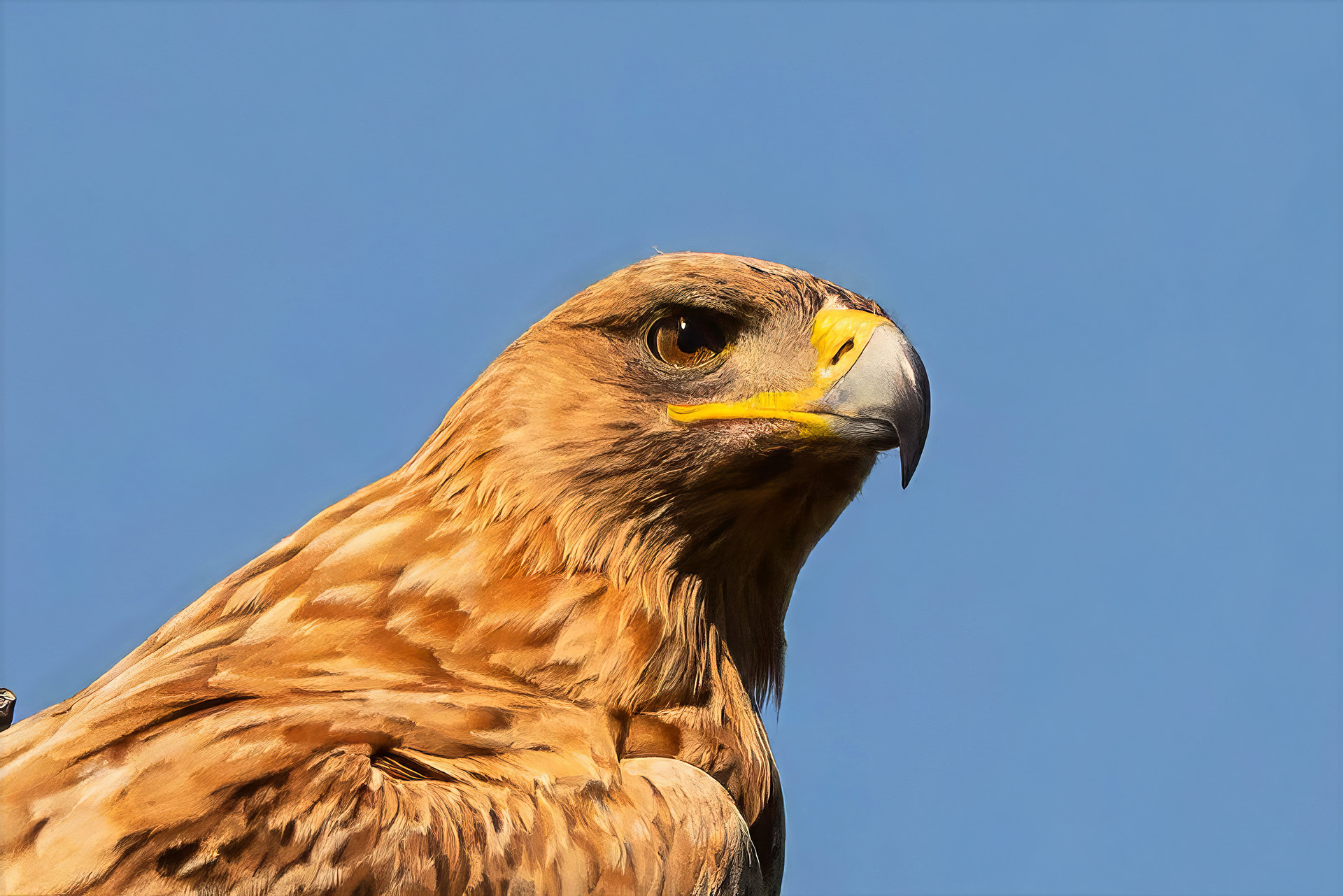 Iberienadler