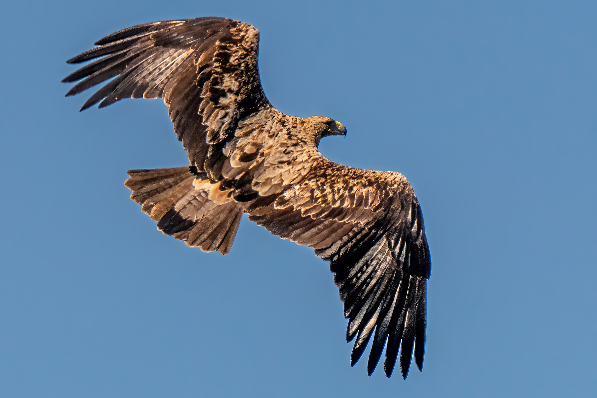 Iberienadler