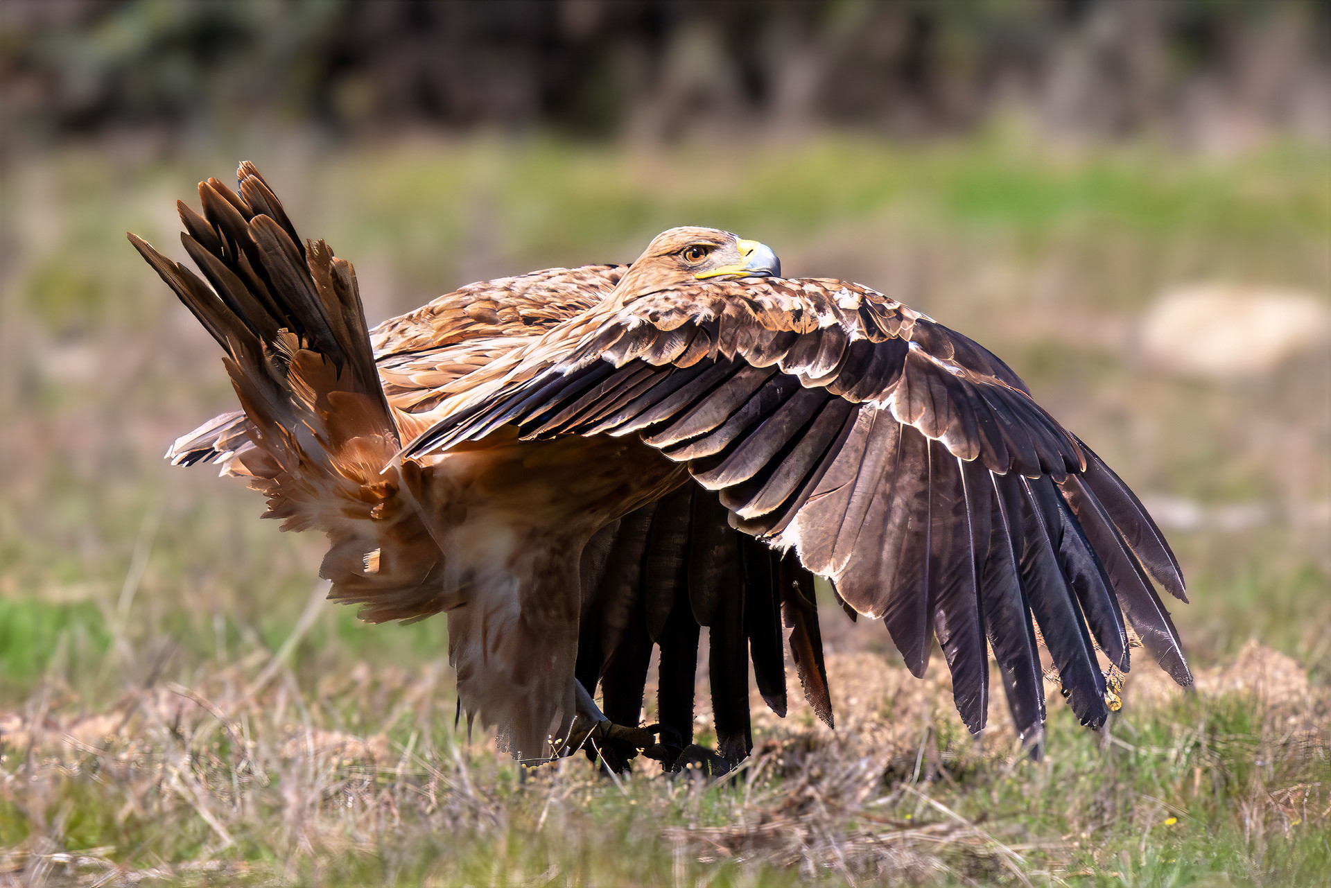 Iberienadler