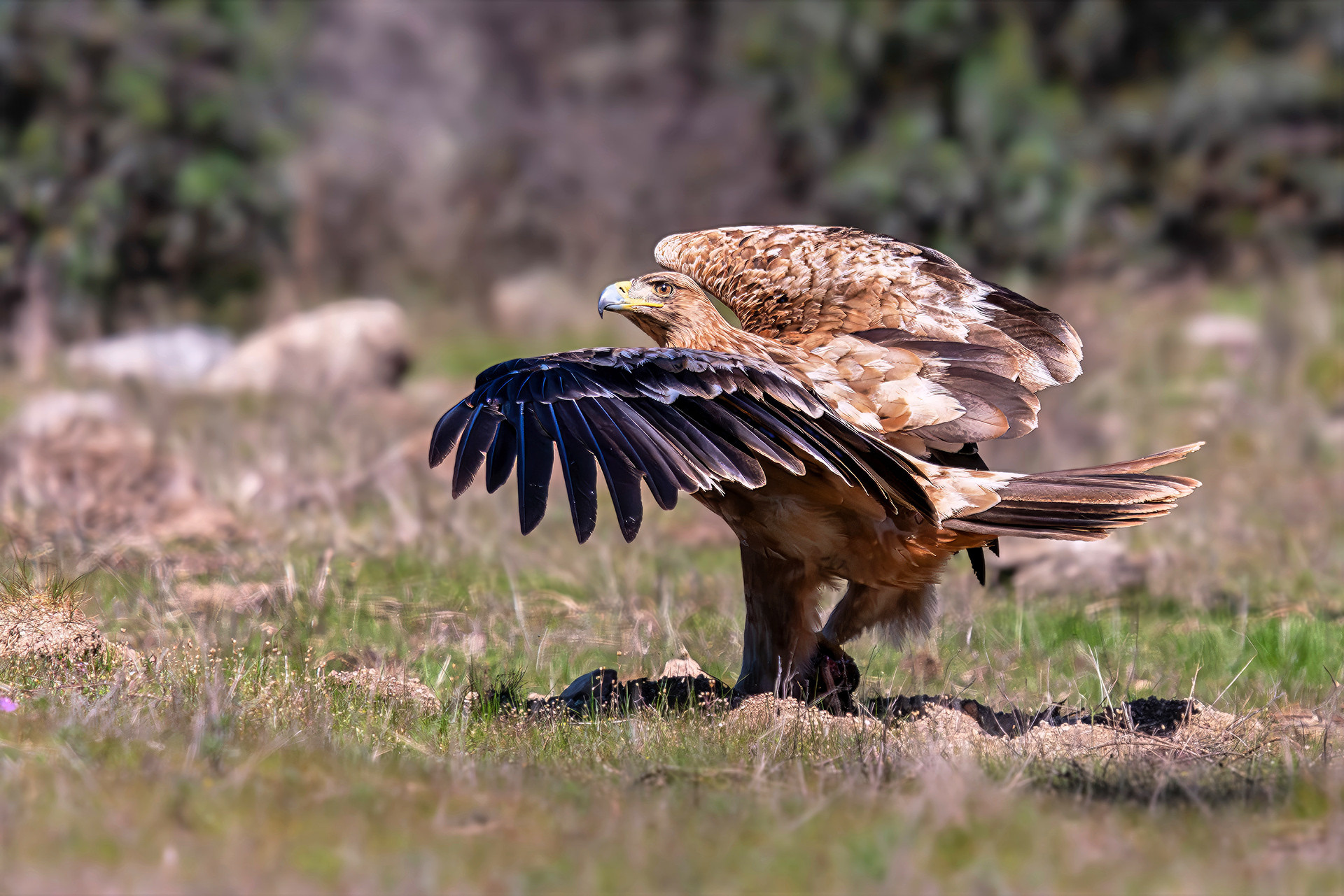 Iberienadler