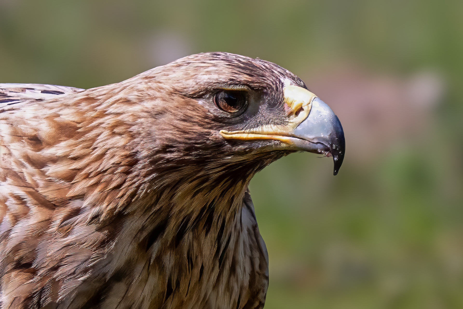 Iberienadler