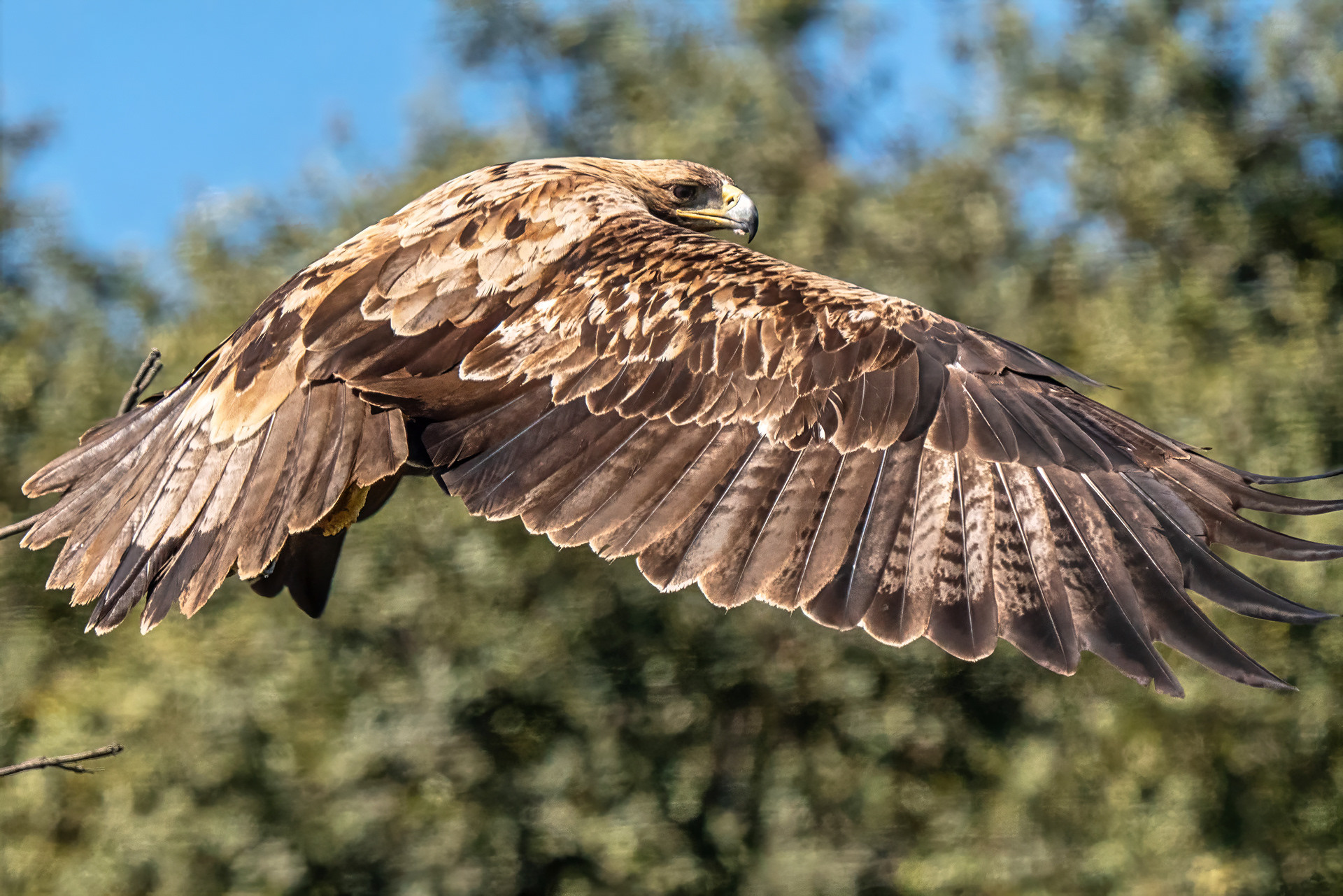 Iberienadler