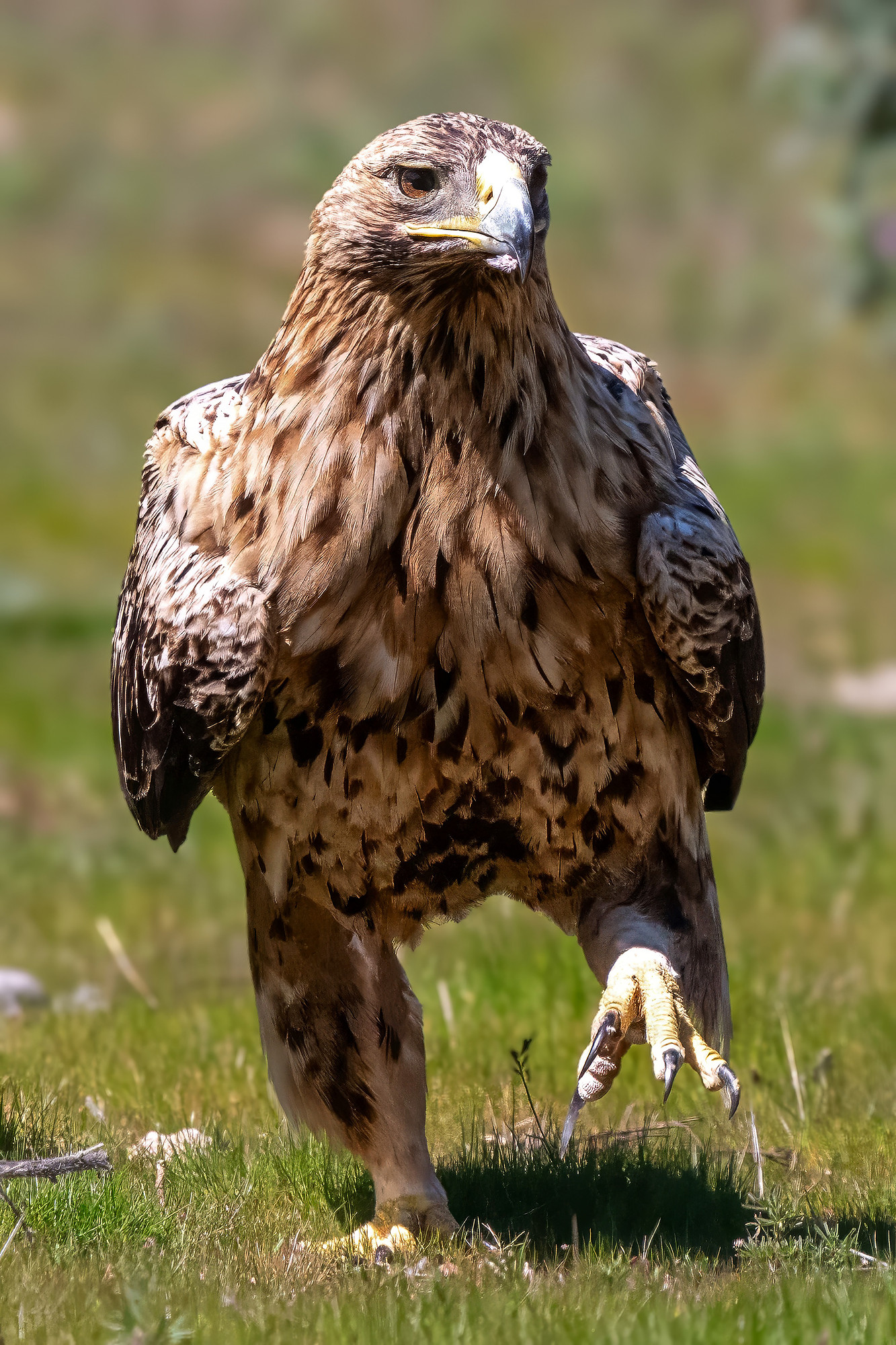 Iberienadler