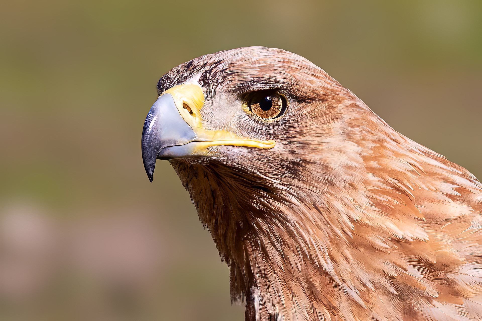 Iberienadler