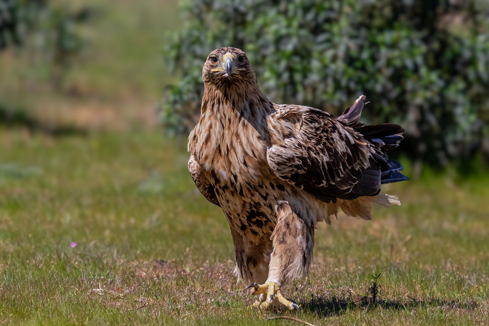 Iberienadler