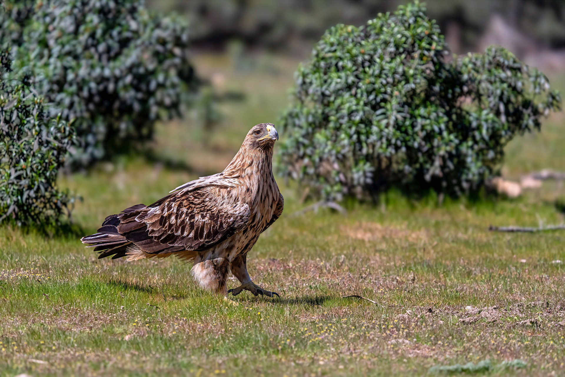 Iberienadler