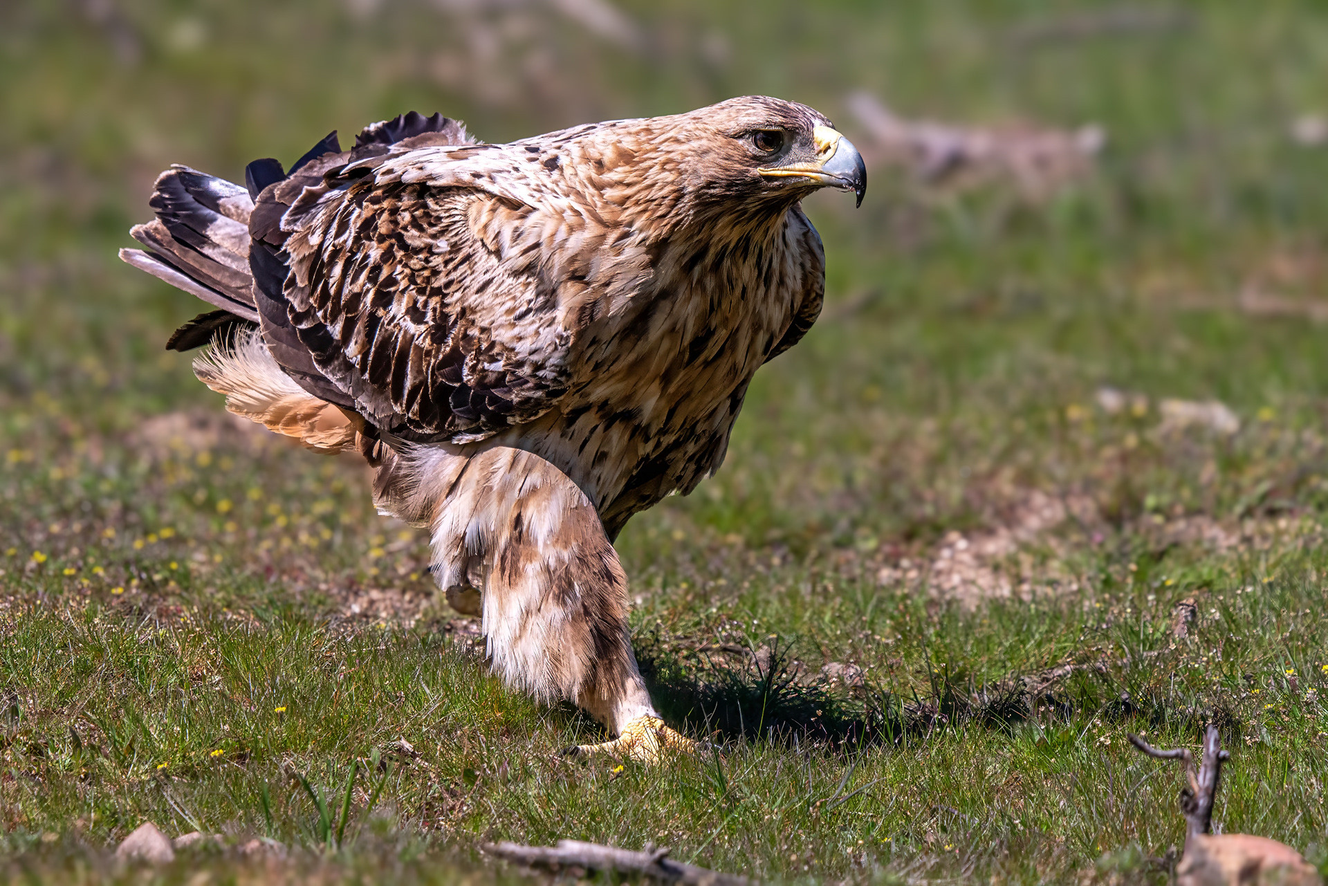 Iberienadler