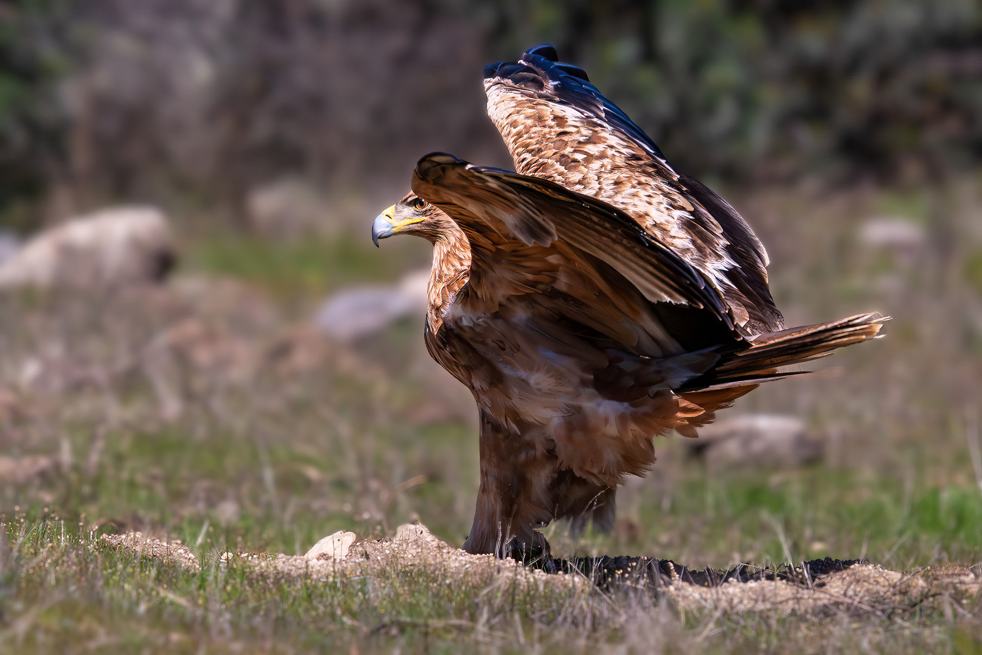 Iberienadler