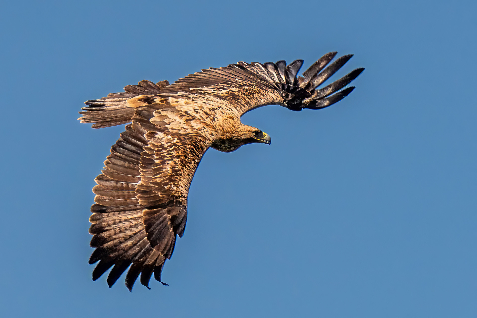 Iberienadler