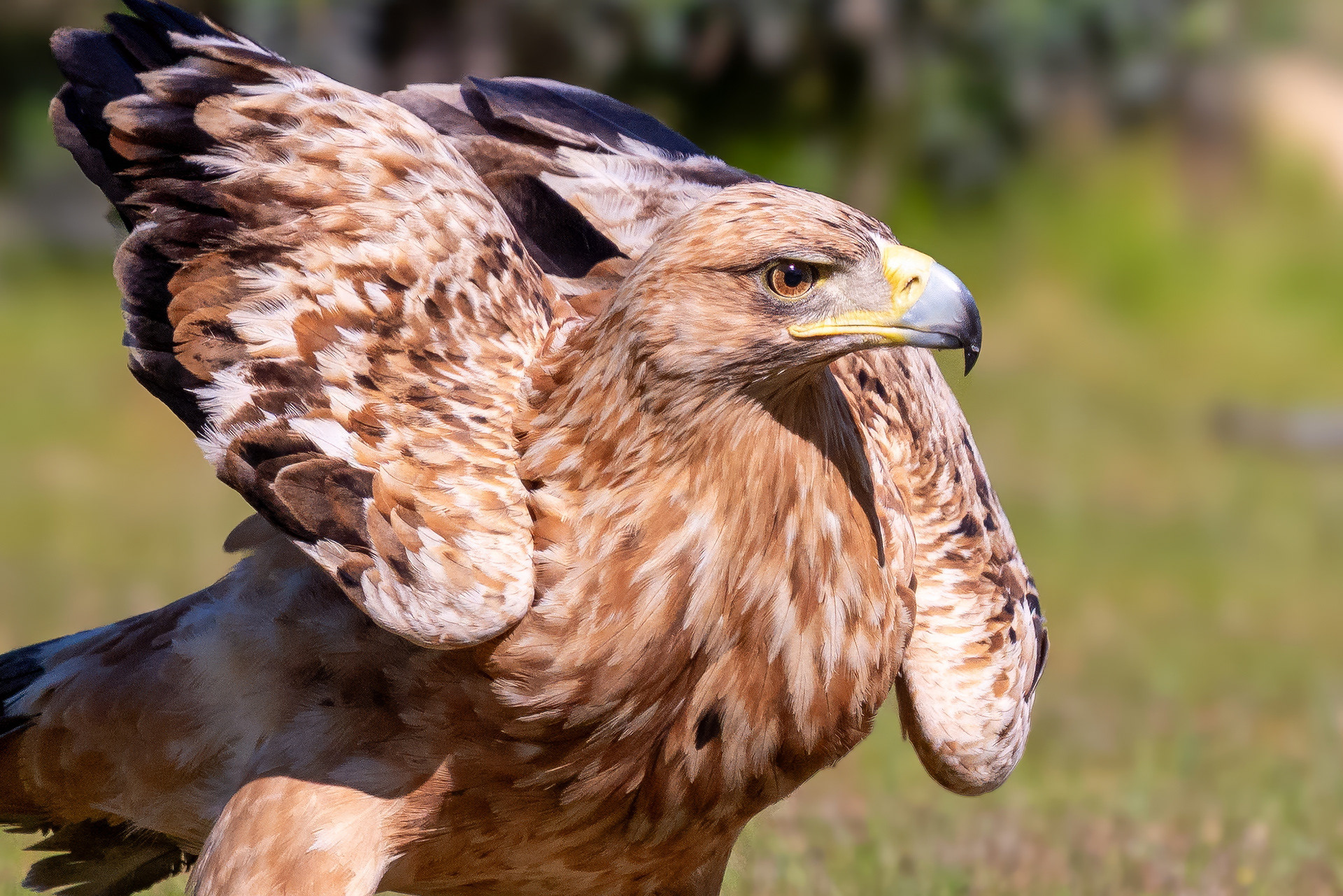 Iberienadler