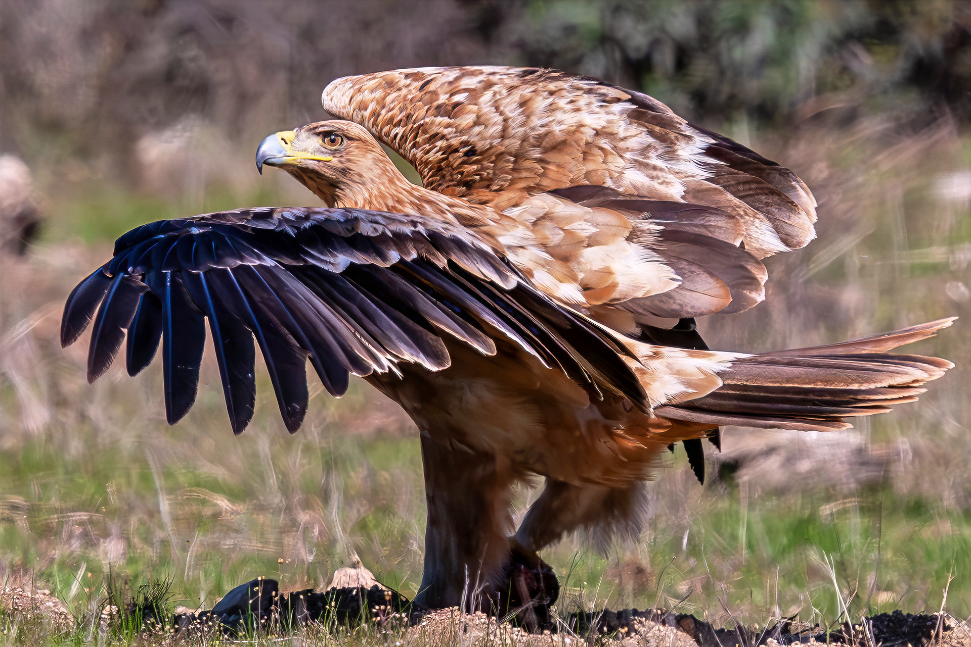 Iberienadler