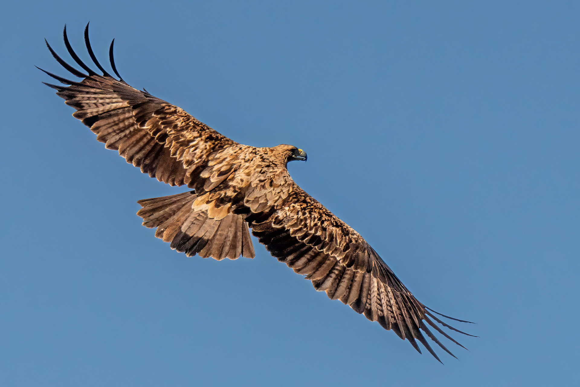 Iberienadler