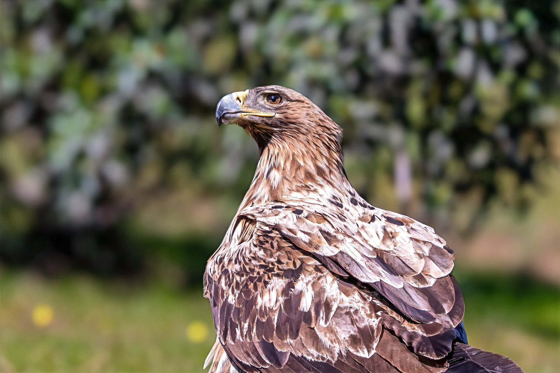 Iberienadler