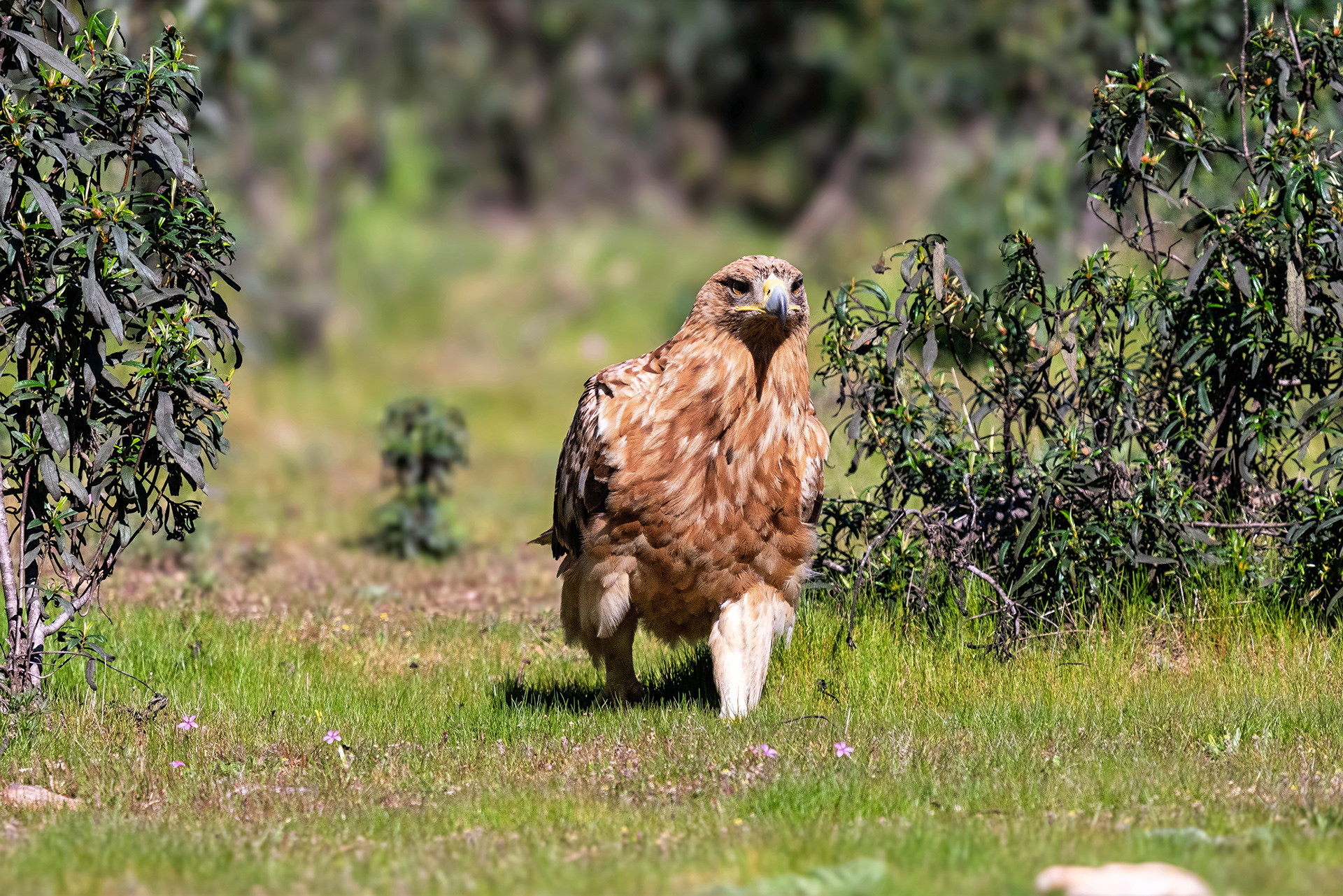 Iberienadler