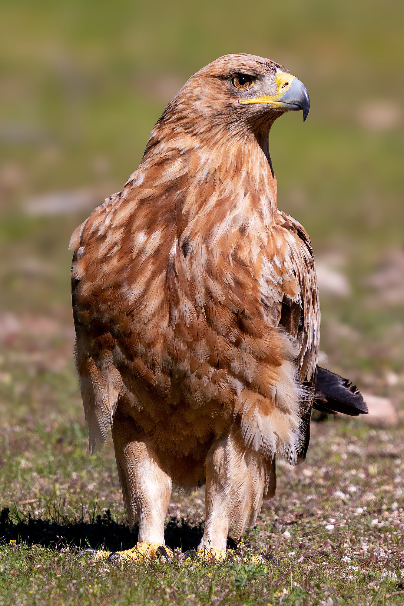Iberienadler