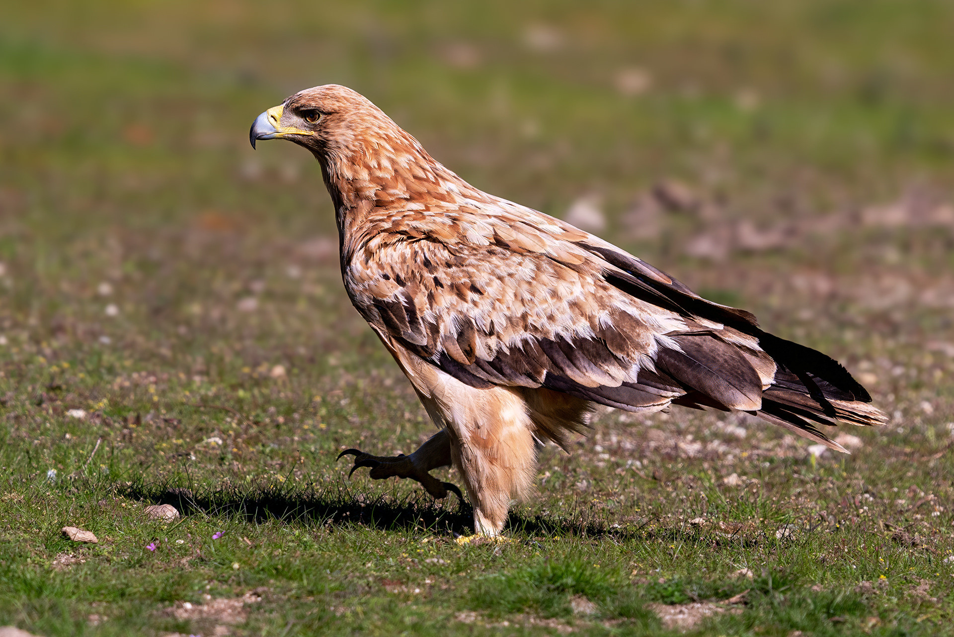 Iberienadler