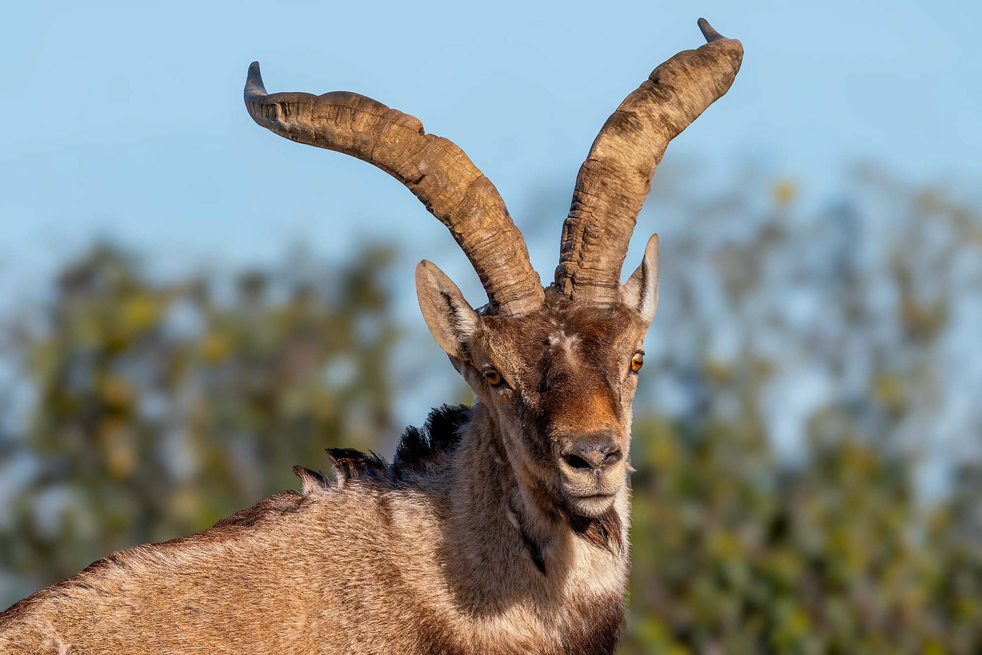 Iberiensteinbock