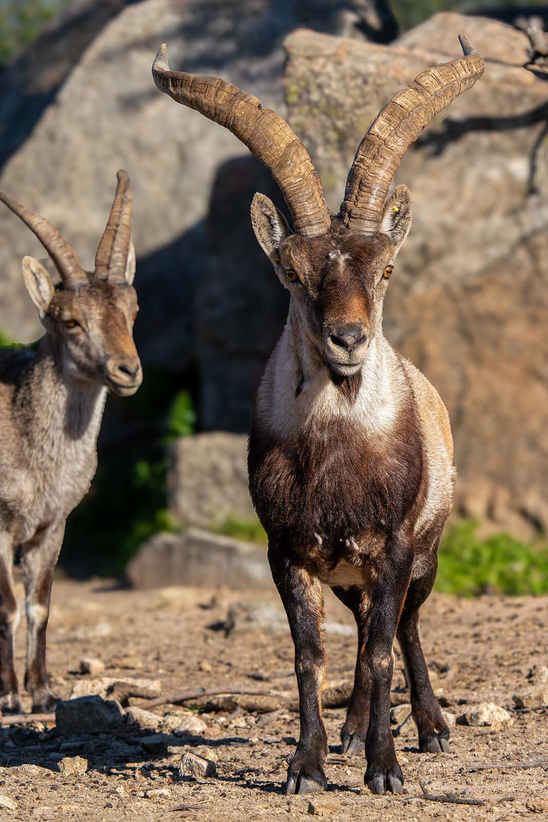 Iberiensteinbock